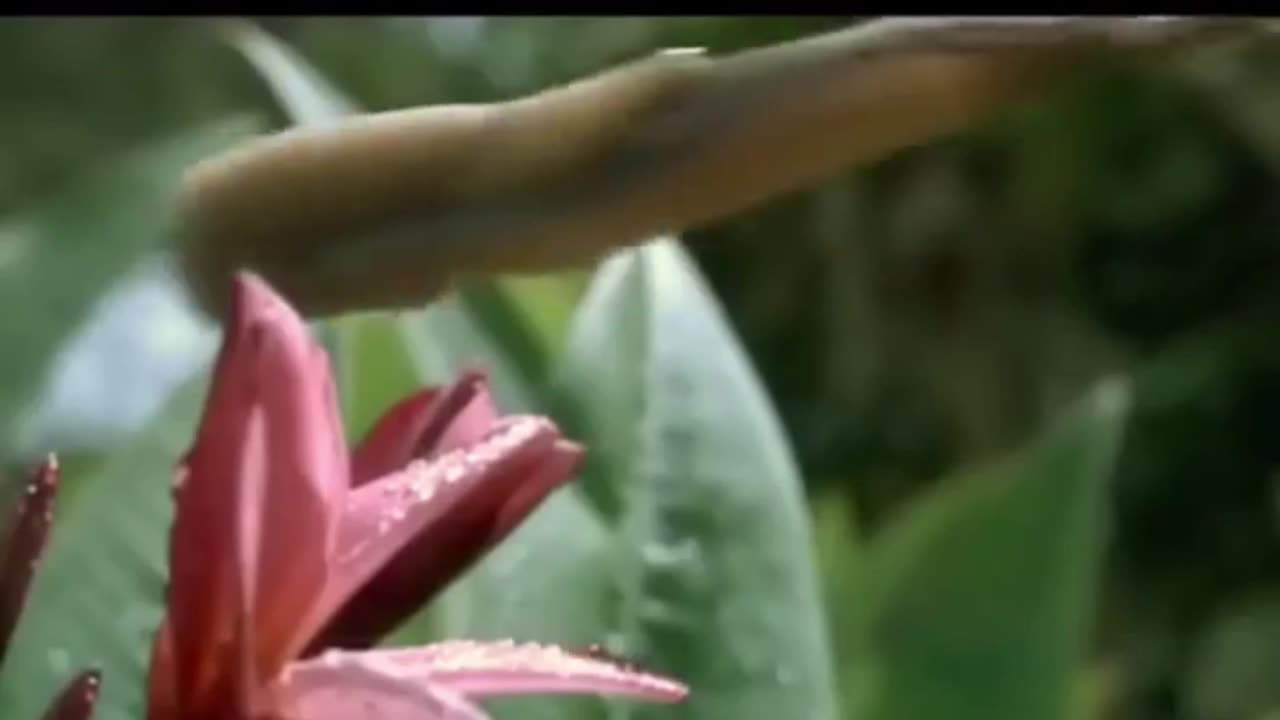Frog Snaps Grasshopper with Lightning Tongue!