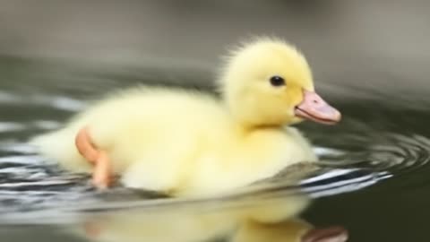Village Ducklings Swimming Moments