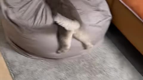 Cute Cat Playing