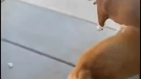 Dogs Play time