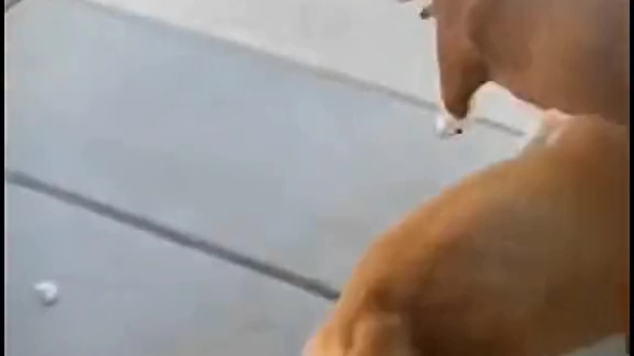 Dogs Play time