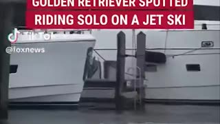 A golden retriever captivates the networks driving a jet ski