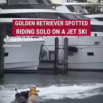A golden retriever captivates the networks driving a jet ski