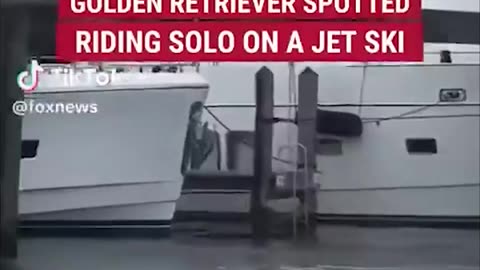 A golden retriever captivates the networks driving a jet ski