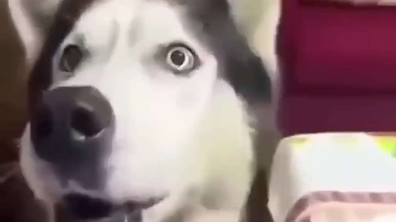 Husky Italian accent.. ;D