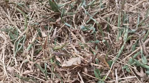 Spring Peeper