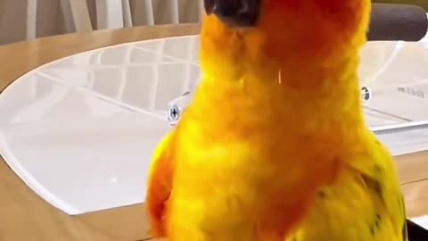 The cute parrot in his home