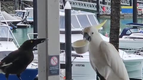 Cheeky Cockatoo Decides He's Shared Enough