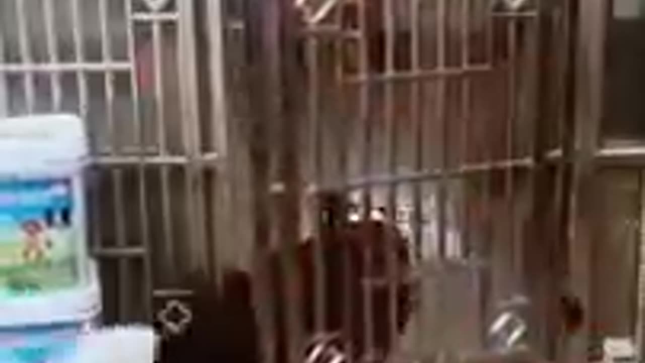 Funny Dog