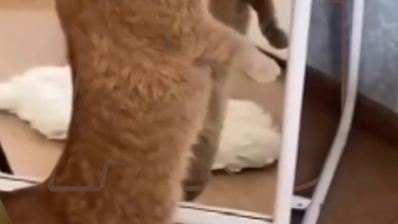 Funny animals video