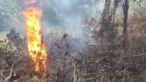 Clearing My Farmhouse Land | Burning Dry Leaves the Traditional Way 🔥🌾