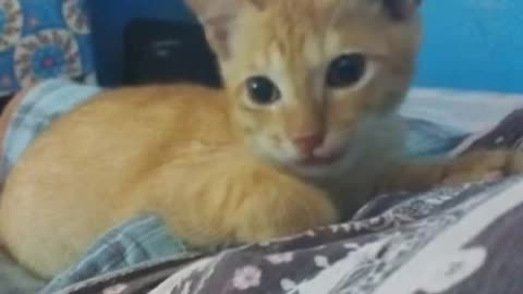 IS THIS KITTEN CAN ACT AND SING