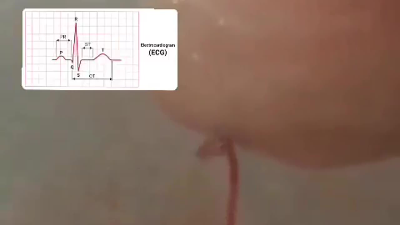 🧠✨ See the Heart Beat Inside Your Blood! Mind-Blowing Water Experiment | FeedMyCuriosity