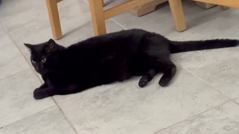 Precious Piper is Long Lounging - Adopting a Cat from a Shelter Vlog