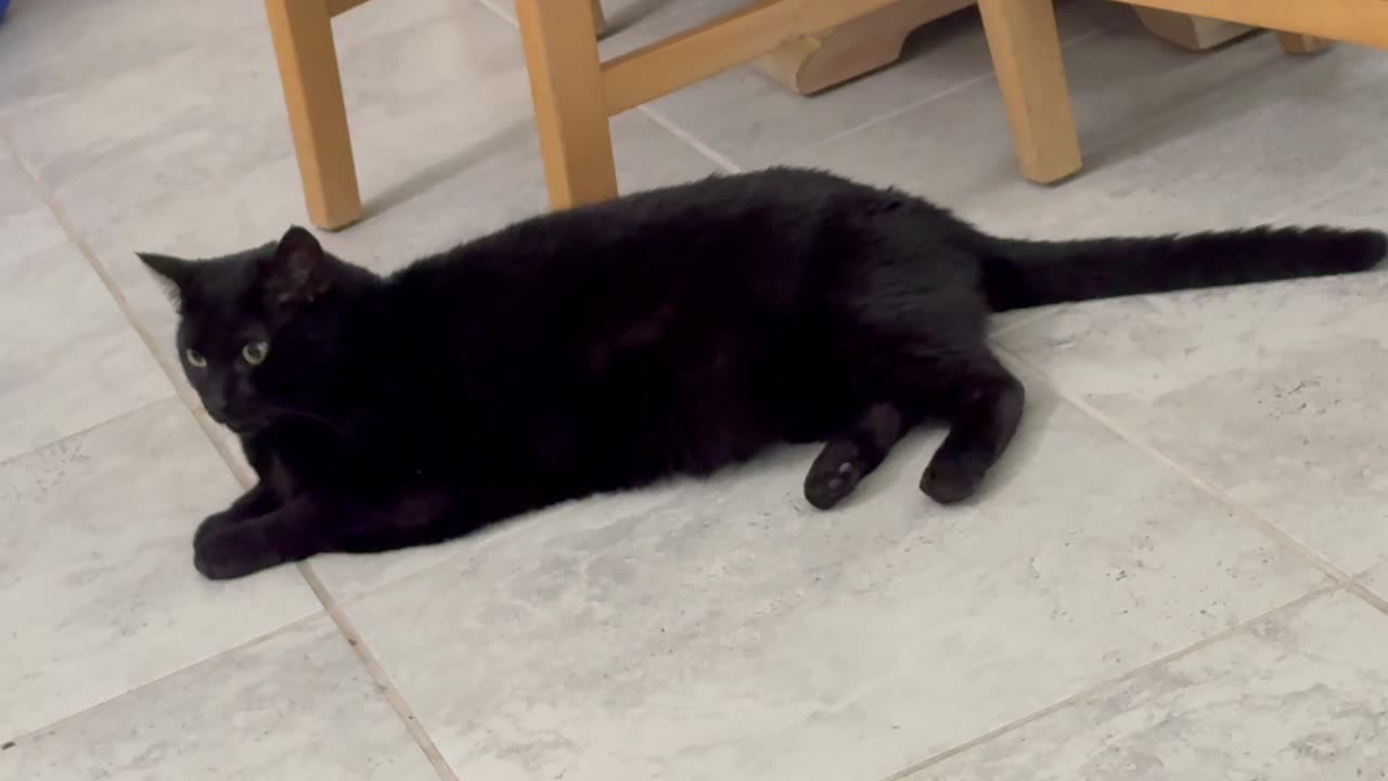 Precious Piper is Long Lounging - Adopting a Cat from a Shelter Vlog