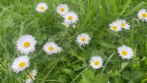 #Wildflowers
