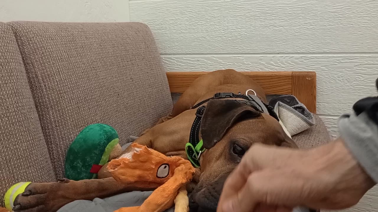 Bro Dale 6y A865547 we ~groove, lotta energy in this lovely guy@TRN, from kennel 200 PACC shelter151