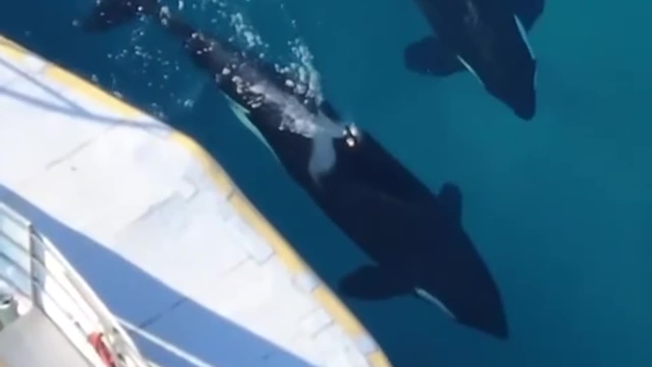 ORCAS ABANDONED IN MARINE PARK