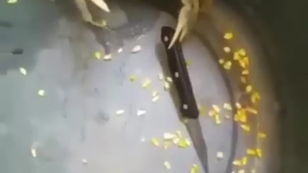 See Food