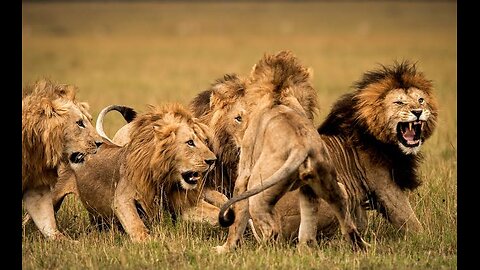 Greatest Fight In the Animal Kingdom