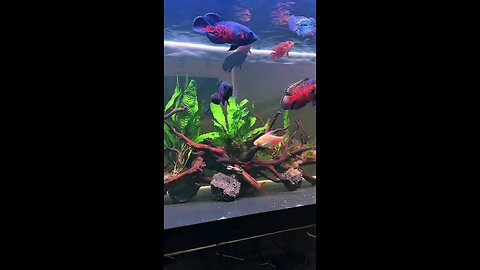 Watching Oscar Fish Eat Small Catfish | Aquarium Nature Moment