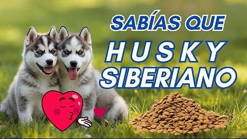 Husky Siberiano: Todo lo que debes saber antes de tener uno 🐺❄️