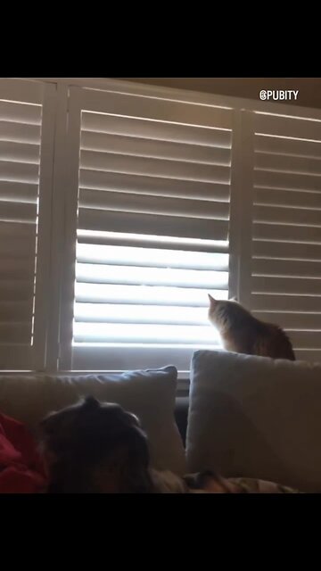 The Cat is the BOSS!