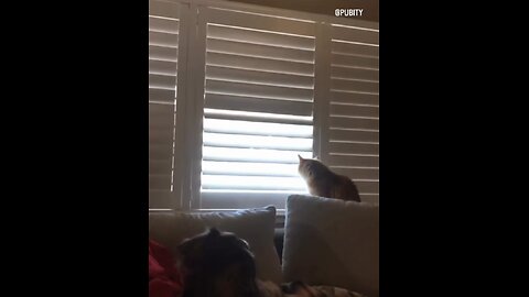 The Cat is the BOSS!