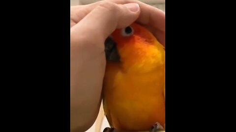 Sun conure parrot loves to cuddle