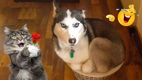 2025’s Funniest Dogs & Cats 😂 You Won’t Stop Laughing! | You Laugh You lose 😍😸😹 #Ep37