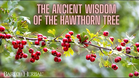 The Health Benefits of Hawthorn