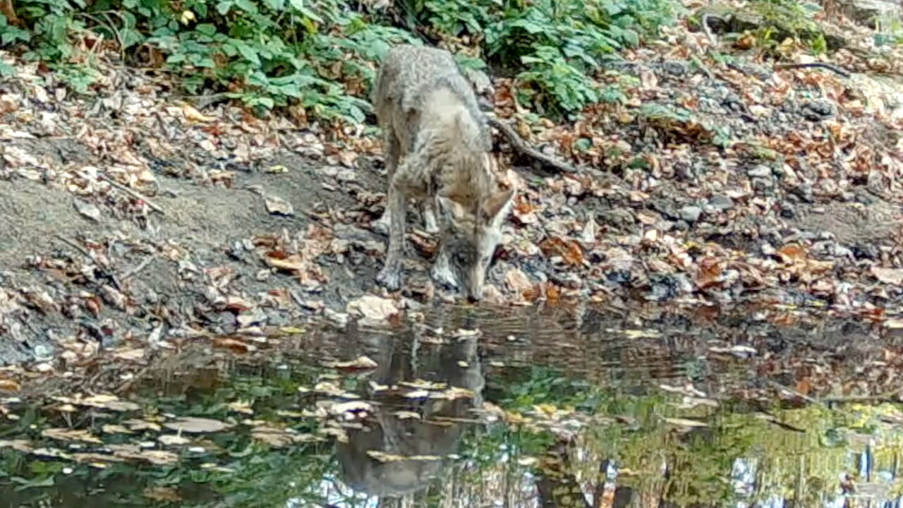 Coyote Drinking at a Watering Hole