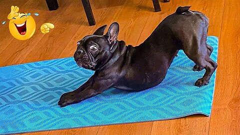 2025’s Funniest Dogs & Cats 😂 You Won’t Stop Laughing! | You Laugh You lose 😍😸😹 #Ep63