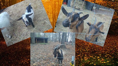 Farm Life ASMR 🐐 Meeting Our New Nigerian Dwarf Goat
