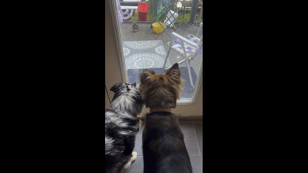 Dogs and squirrels