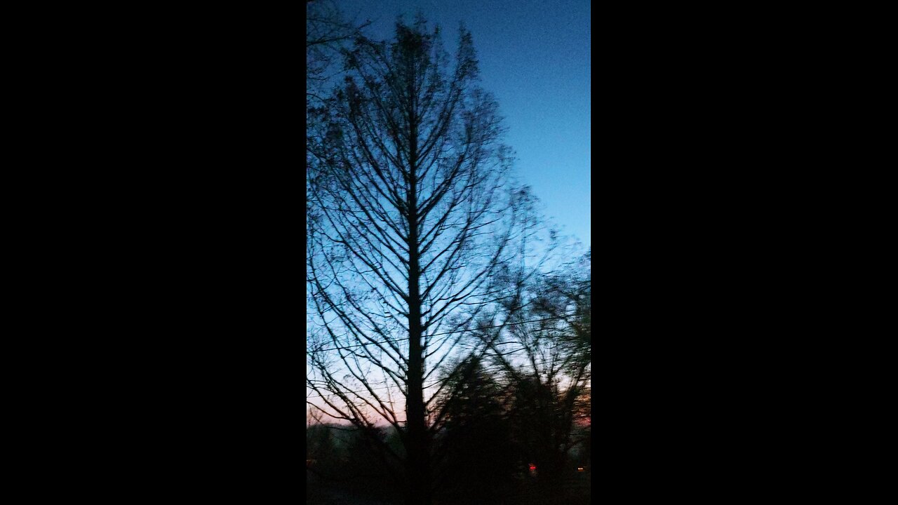 Sunset and Dawn Sequoia