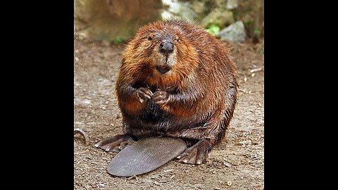 Beaver