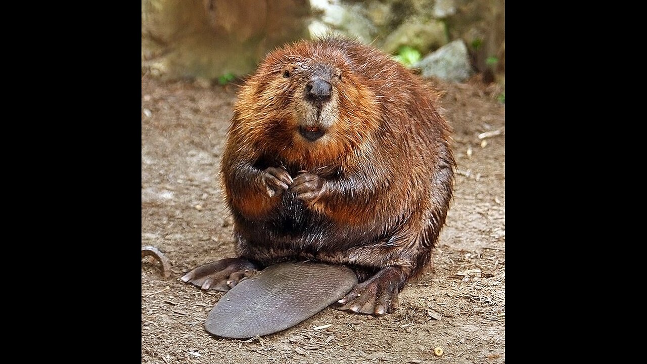 Beaver