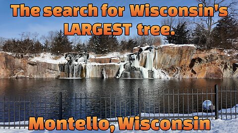 The Search for Wisconsin's LARGEST Tree! Montello, Wisconsin