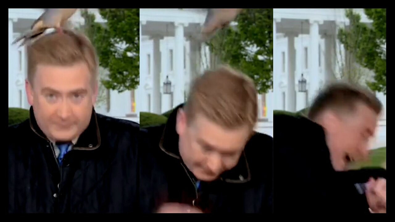 Peter Doocy ATTACKED... by a BIRD?!