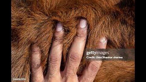 Forbid the wearing of fur coats
