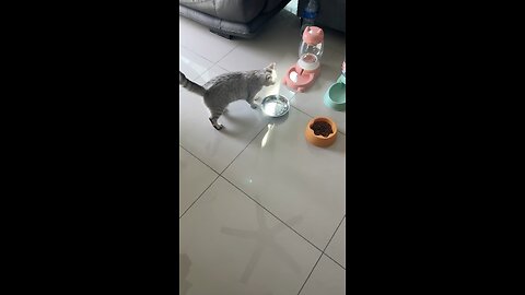 Cute cat Tuly play with me