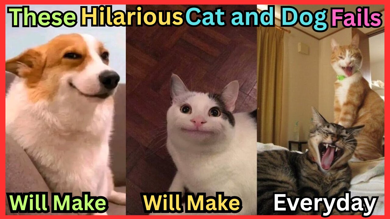 These Hilarious Cat and Dog Fails Will Make You Laugh
