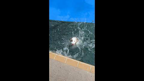 Puppy jumped in pool