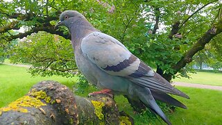Young Pigeons in a Tree
