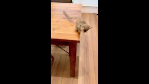funnyvideos