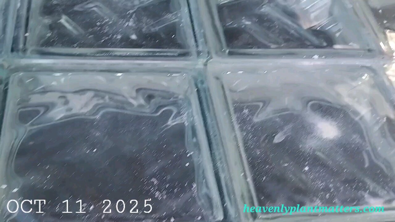 Windows for the Greenhouse!