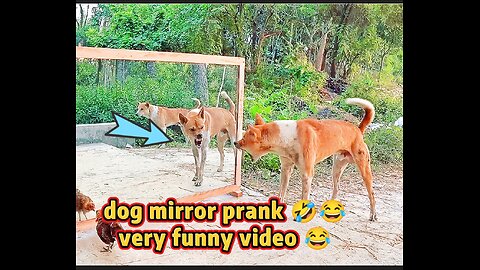 🐶 Cute & Funny Dog Dance – Kids Will Love This! 😂🎶 | Puppy Fun
