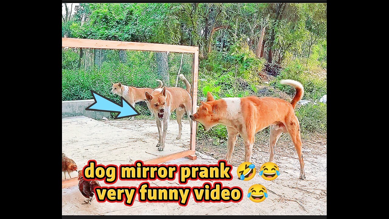 🐶 Cute & Funny Dog Dance – Kids Will Love This! 😂🎶 | Puppy Fun