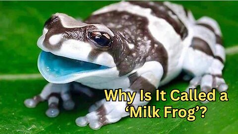 Why Is It Called a ‘Milk Frog’? Unraveling the Mystery